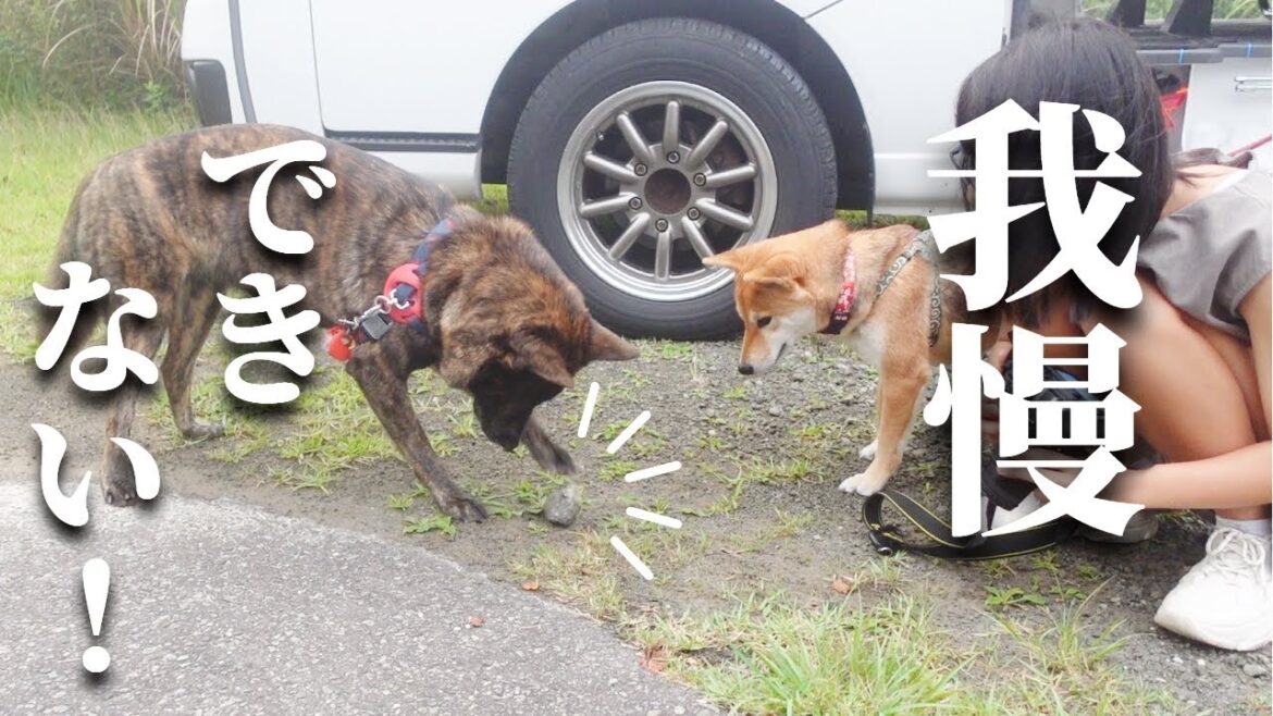 【伊豆旅行】勇ましい甲斐犬が石ころを見たらまさかの反応‼子犬みたいで可愛い‼【甲斐犬・柴犬】