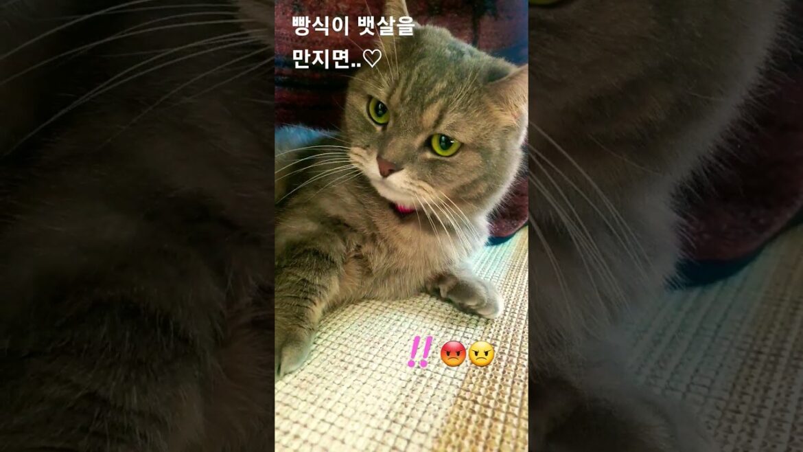 빵식이 뱃살을 만지면..♡ 고양이뱃살 ㅣ킨카로우 먼치킨 ㅣ아메리칸컬 #고양이영상