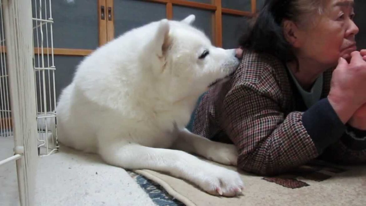 【秋田犬げんき】大相撲中継で盛り上がるお婆さん【akita dog】