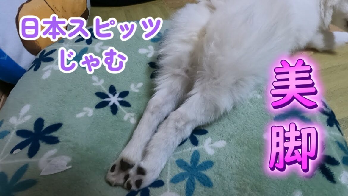 年末の出来事【日本スピッツじゃむの日常】