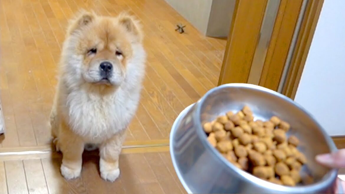 「ごはん」の一言でとんでもない挙動をするチャウチャウ犬