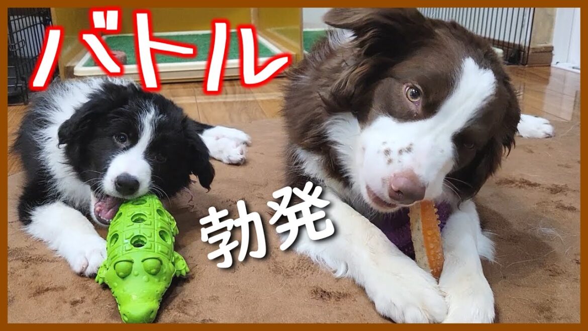 2ヶ月の子犬と9ヶ月の子犬の仁義なき戦い😂【ボーダーコリー】
