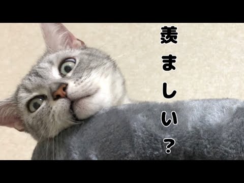 新しいキャットタワーを購入しました! 新しいキャットタワーを購入しました!