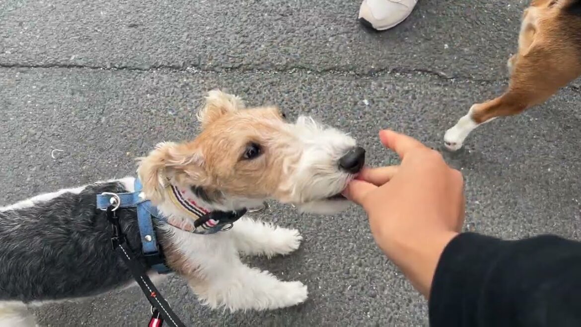 ワイヤーフィックステリアの”ジルくん”と”犬慣れ”の練習！
