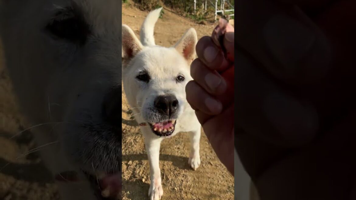 紀州犬の北斗くんオヤツ詐欺に合っても分かって無い(笑) 紀州犬の北斗くんオヤツ詐欺に合っても分かって無い(笑)