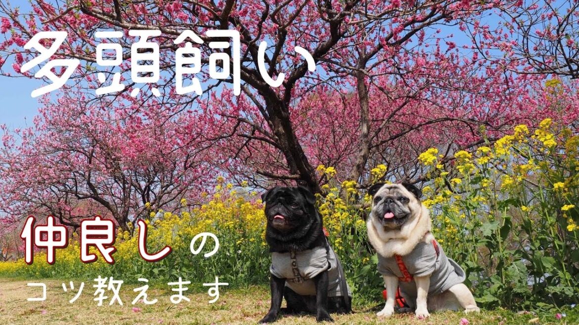 【パグ】多頭飼いの10年間で分かった仲良しになる育て方のコツ
