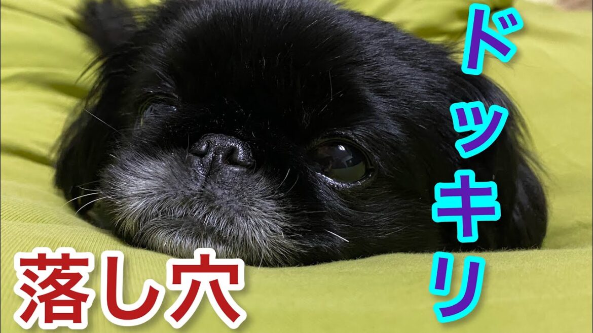 【落とし穴ドッキリ】ペキニーズ犬はなちゃん【SHEIN】【dog】【peki】
