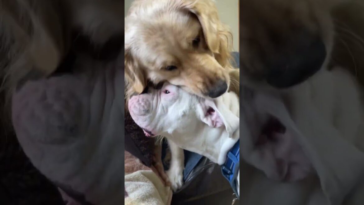 飲み込まれがちなボクサーhard to swallowゴールデンレトリバー　ボクサー犬