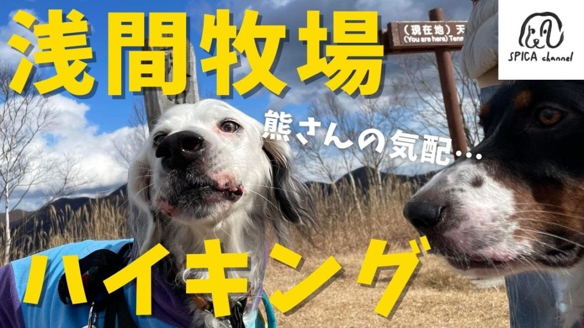 浅間牧場をハイキング【群馬県】無数のアレに遭遇☆