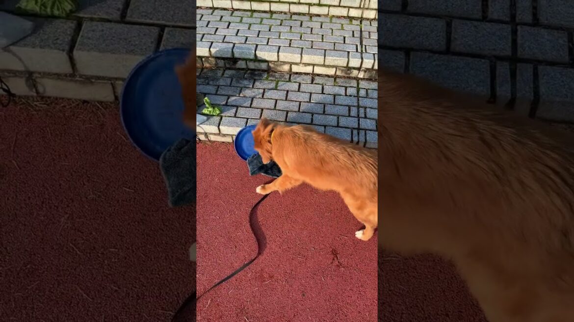PIKOとパパの朝の公園散歩♪ NovaScotiaDuckTollingRetriever #toller #shorts
