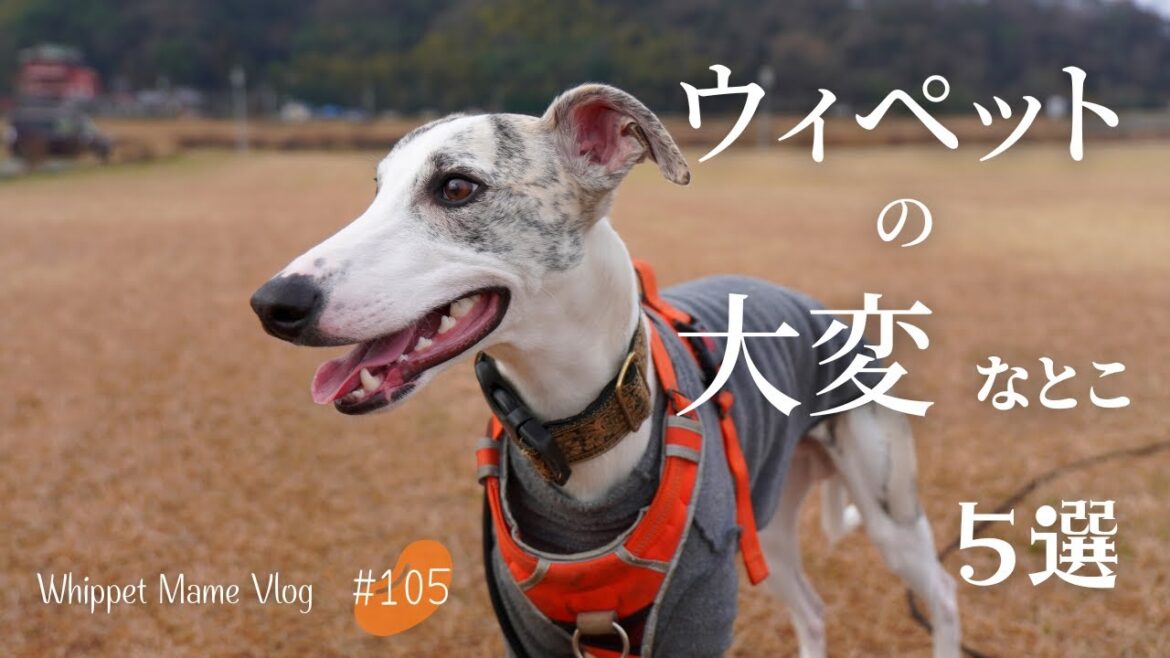 ウィペットという犬種と暮らす。それは大変だけど最高だった　#105