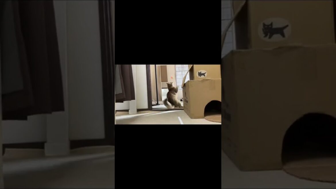 【ショート】ソマリの性格とは？？
