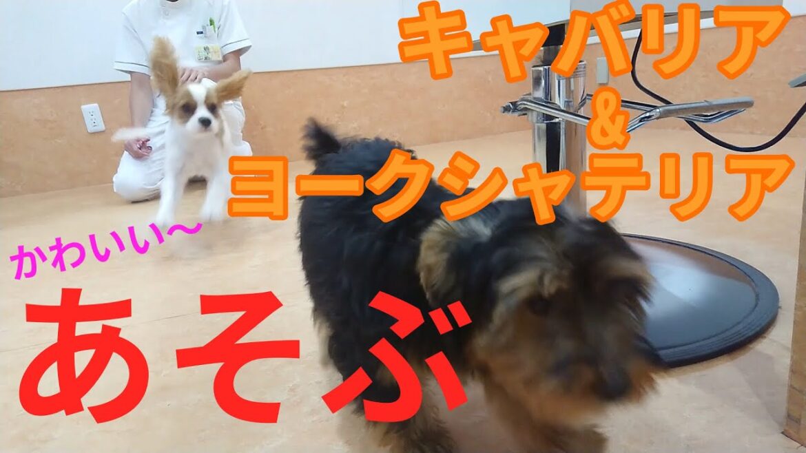 キャバリア・キング・チャールズスパニエルの子犬と、ヨークシャテリアの子犬が遊んで勉強！？【神戸市東灘区 子犬 しつけ】