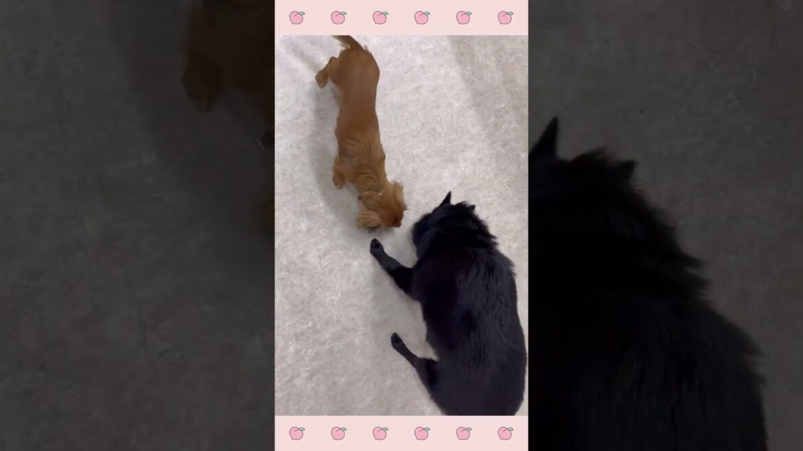 犬のようちえん・ほいくえん・スキッパーキ#犬のしつけ#shorts