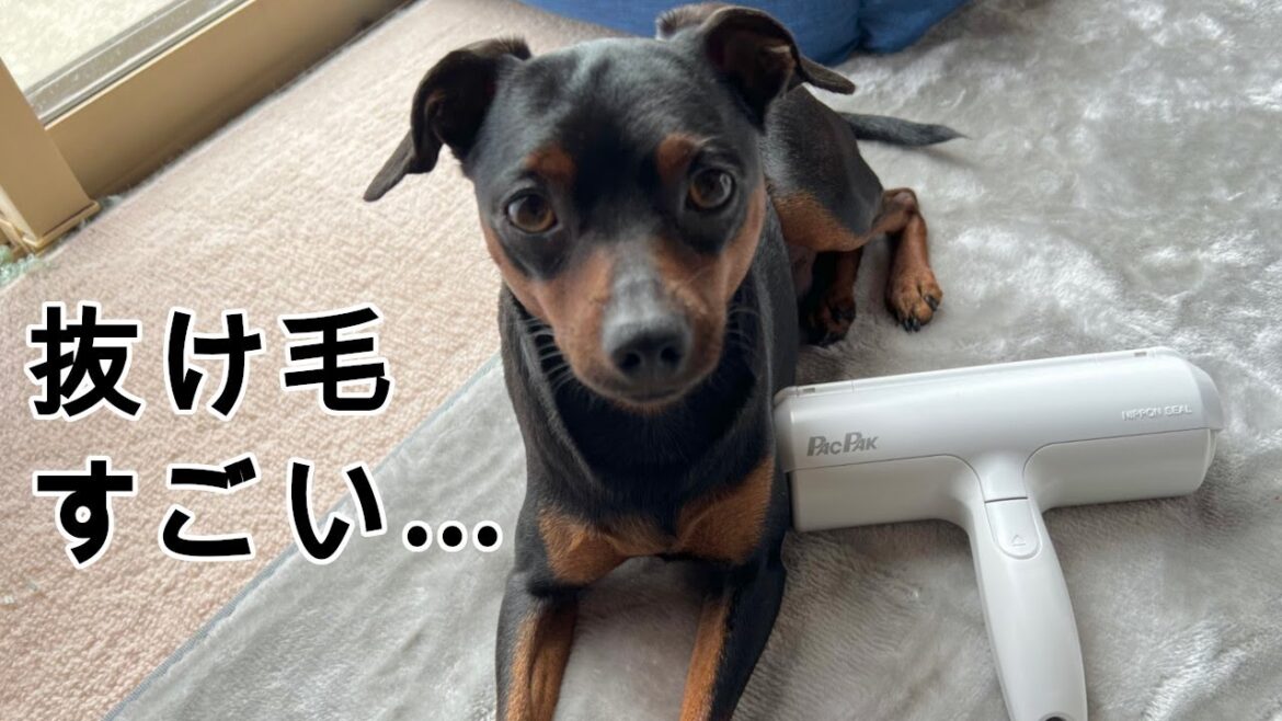 ジロとさくらの抜け毛が凄いのでパクパクローラーを試してみました【ミニピン】【イタグレ】