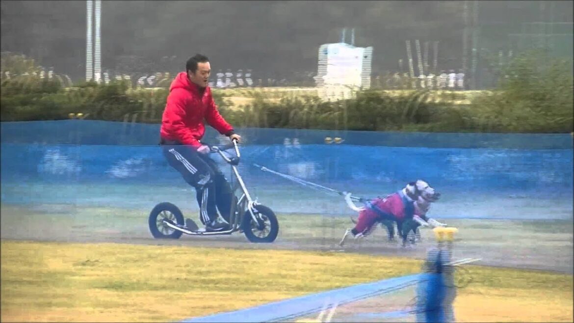 【ウィペット】カラー＆ビオラ JADCサイクルドッグレース Whippet 2014.11.09