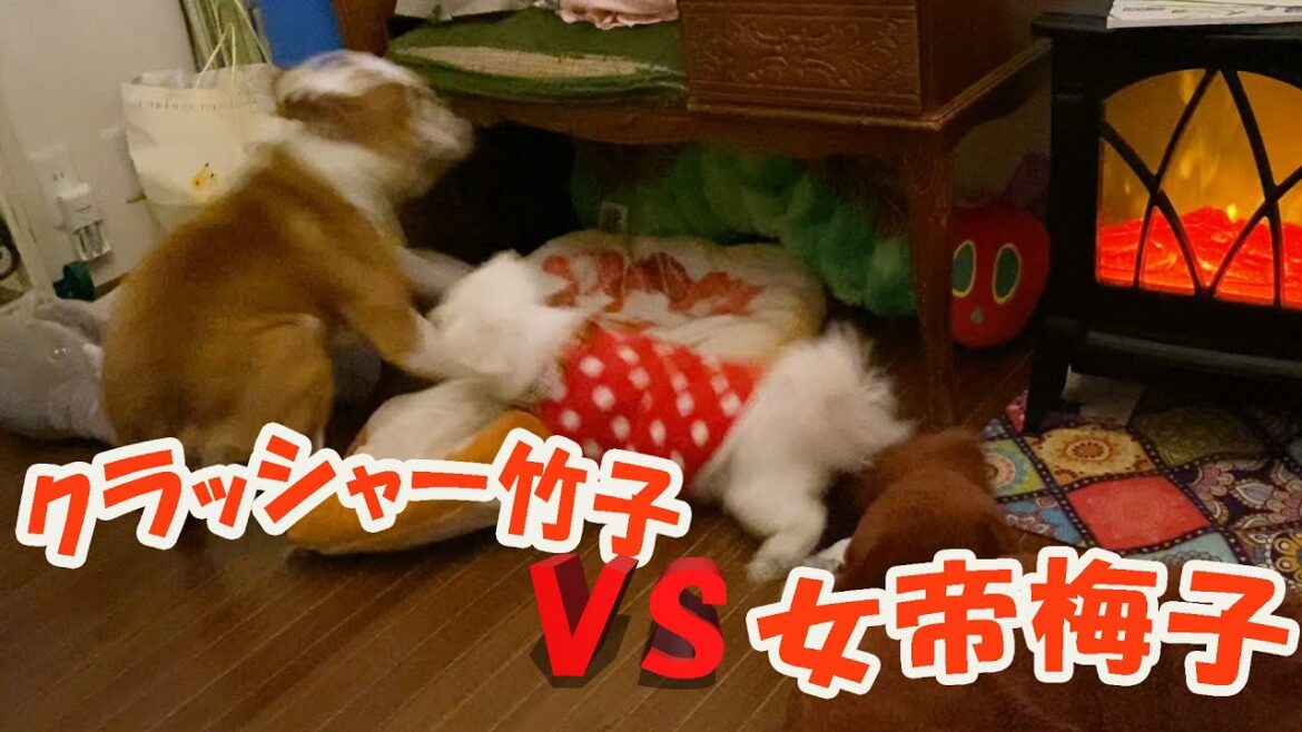 激しい２匹を多頭飼いするとこうなります…　泣いていいですか…？