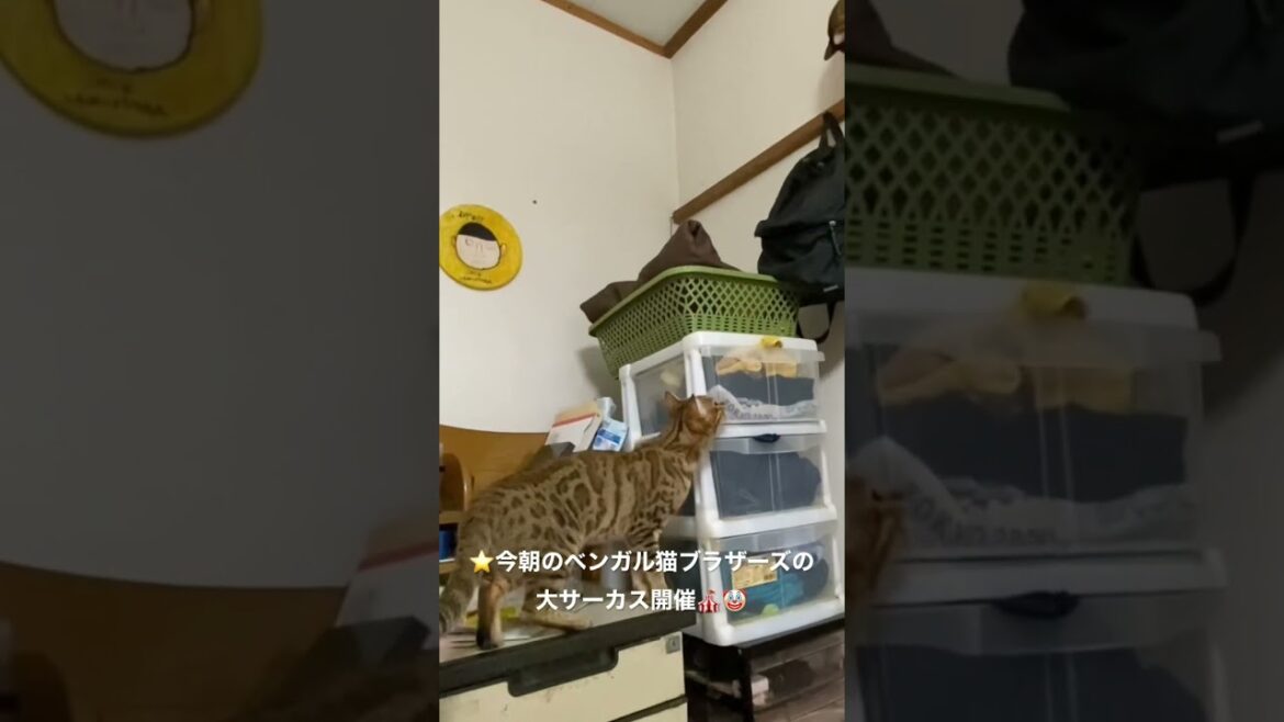 #ベンガル猫 #bengali # cat★今朝のベンガル猫ブラザーズの大サーカス開催!(Bengal)(202301022ー2)*兄弟子猫のオスのレオちゃんは、tanabata77さん初めて下記↷ #ベンガル猫 #bengali # cat★今朝のベンガル猫ブラザーズの大サーカス開催!(Bengal)(202301022ー2)*兄弟子猫のオスのレオちゃんは、tanabata77さん初めて下記↷
