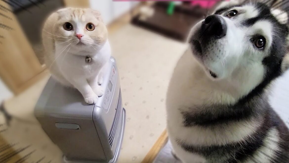 寒いので初めてストーブを出したら子猫とハスキー犬達がこうなった...