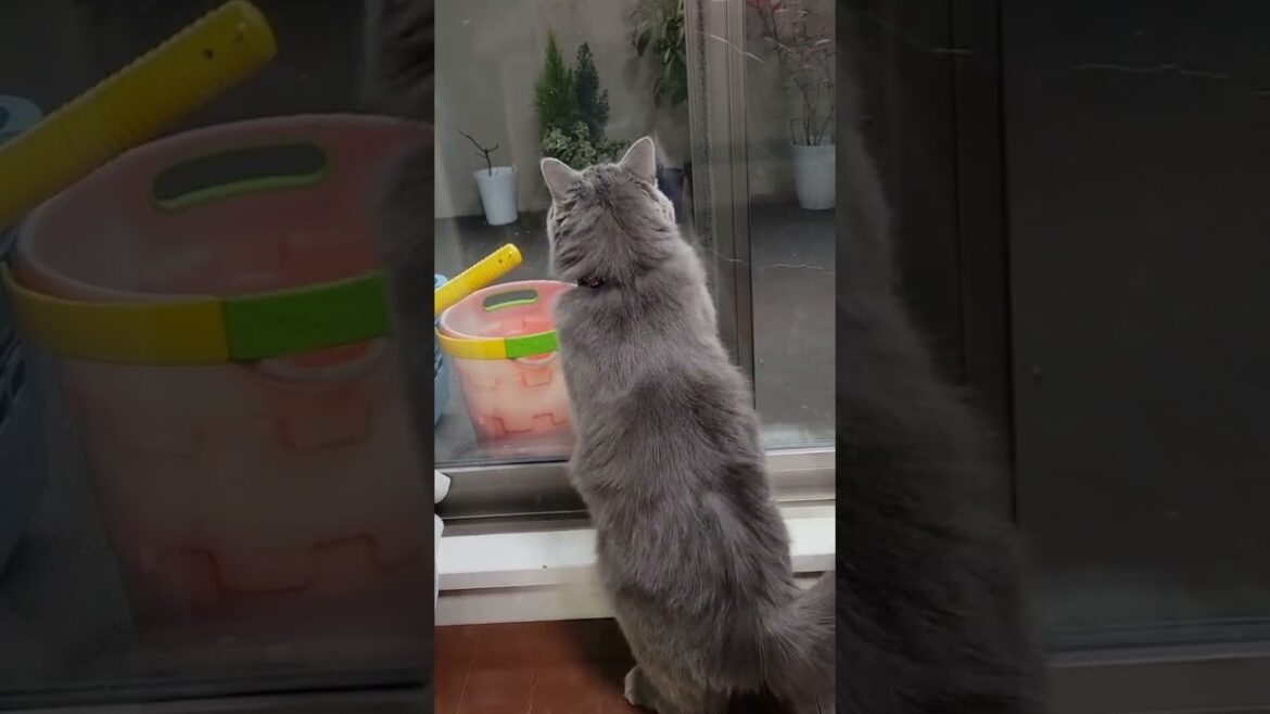 生まれて初めて雪を見たら、こうなりました🐱【サイベリアン・キキのKIKICHANNEL】#shorts #サイベリアン #猫