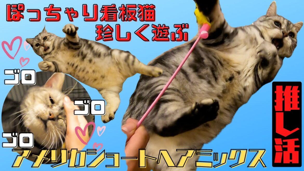【推し活】ぽっちゃりアメリカショートヘアミックスは看板猫珍しく遊ぶ姿が可愛すぎる（保護猫カフェ森のねこ舎）淡路Plump American Shorthair mix is a Mascot cat