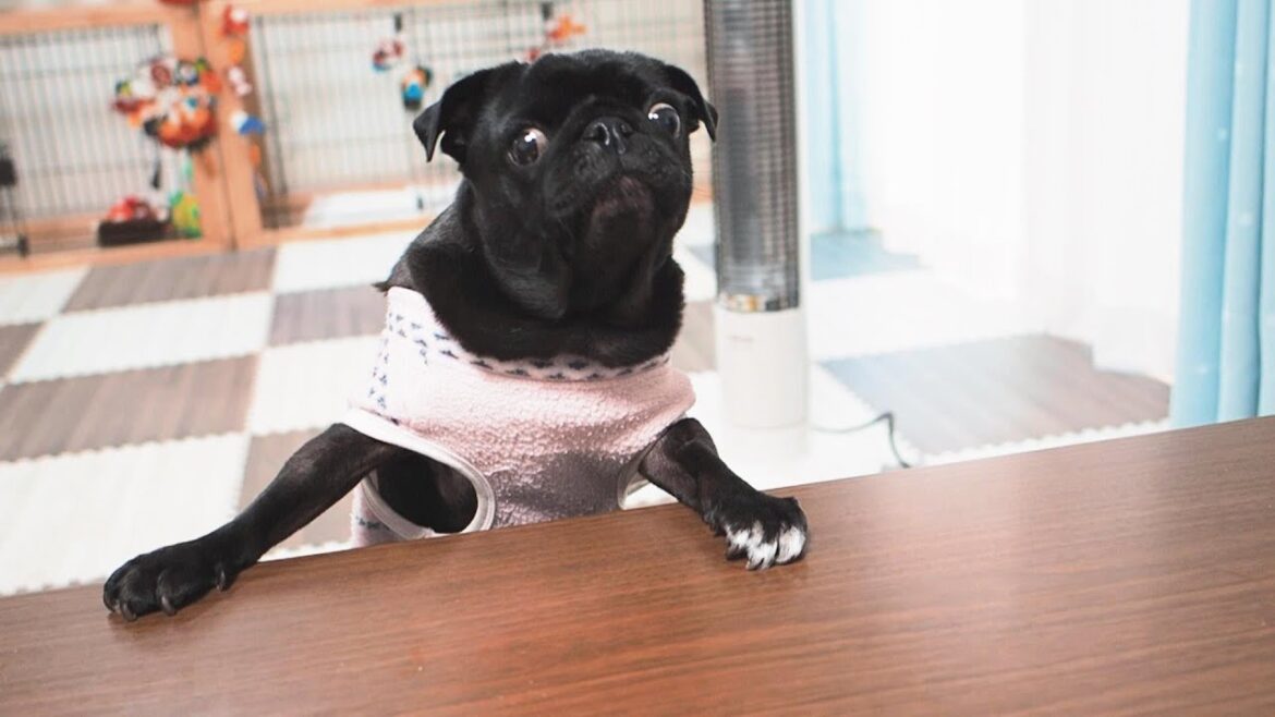 【パグ脳炎】４回発作を起こしましたが元気です！Naru has had 4 seizures and is fine!【パグ、pug】