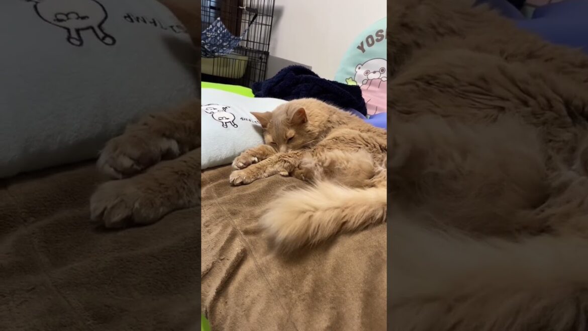 ホットカーペットは暖かいニャー　#shorts  #ソマリ