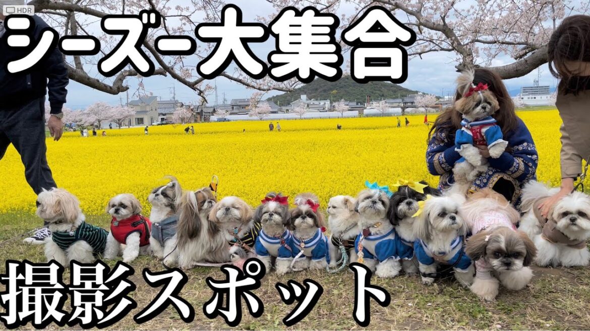 【撮影スポット】奈良の穴場で最高な場所にシーズー犬が集合したら天国だった！ / Shihtzu Paradise in Nara.