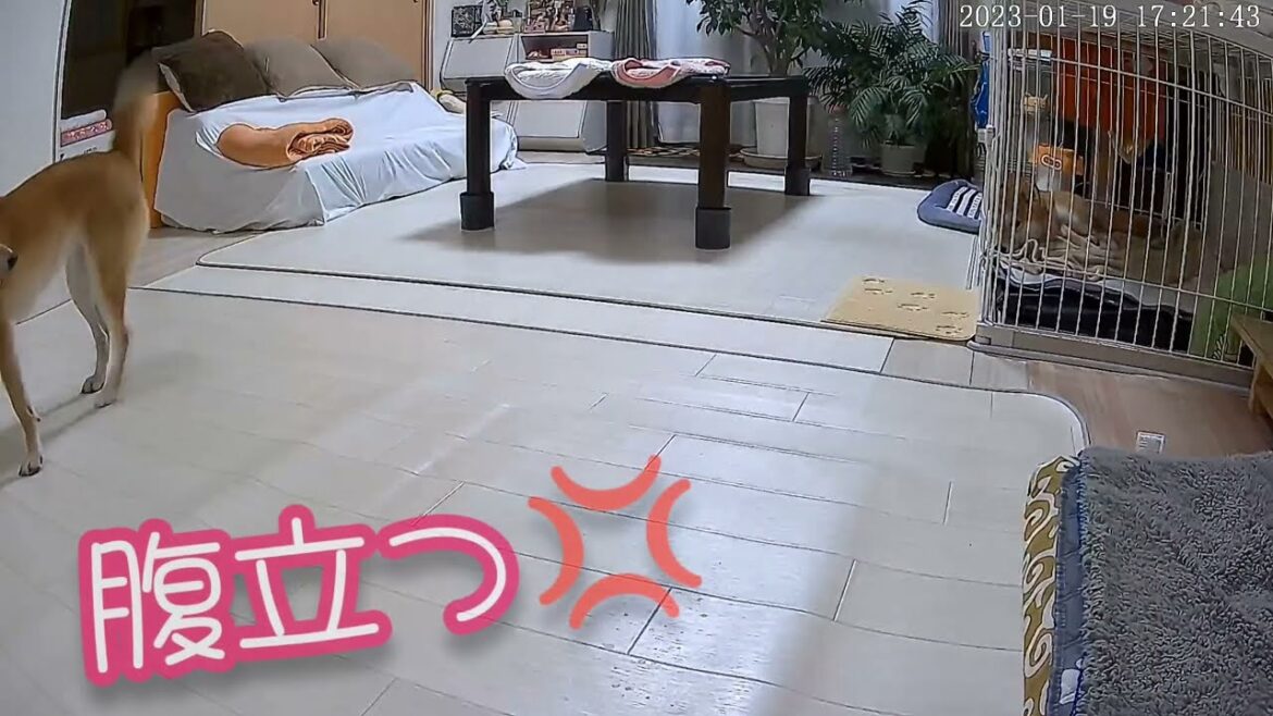 【柴犬 一太と結】 温厚な柴犬達が場所の取り合いをするとこうなる。