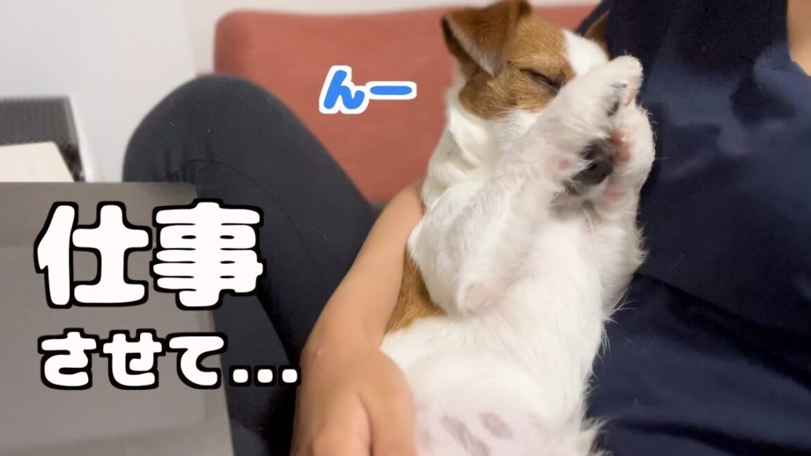 仕事してたらどうしても膝の上に乗りたくて邪魔する子犬/ジャックラッセルテリア/多頭飼い