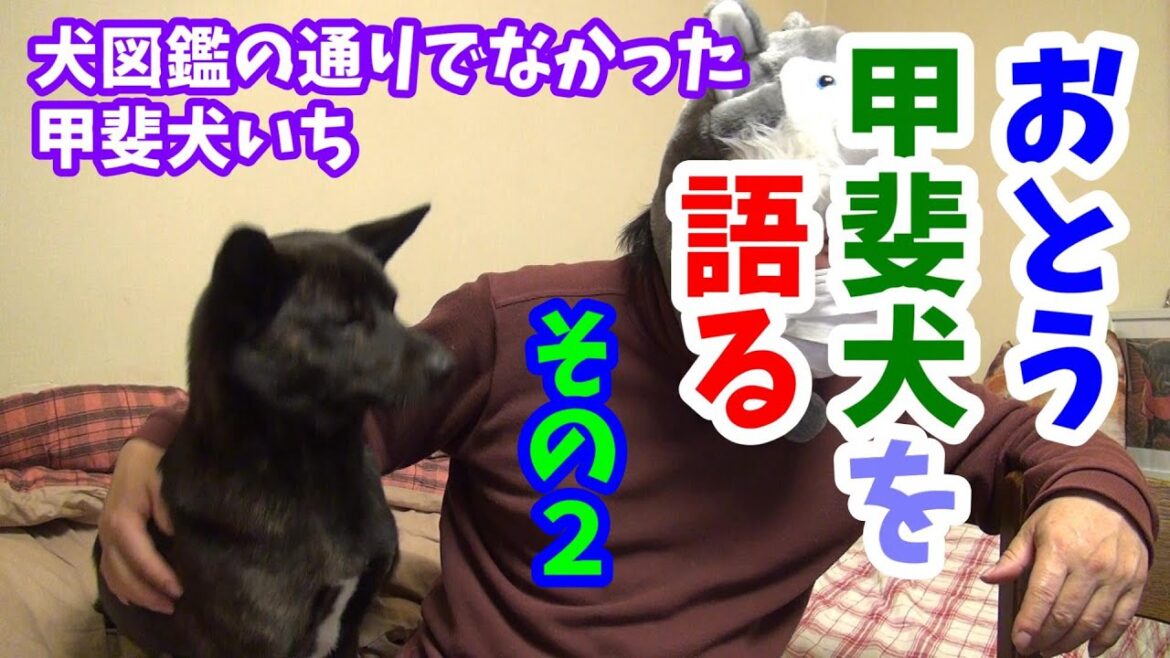 【甲斐犬も個性あり】犬図鑑通りでない甲斐犬-　甲斐犬いち