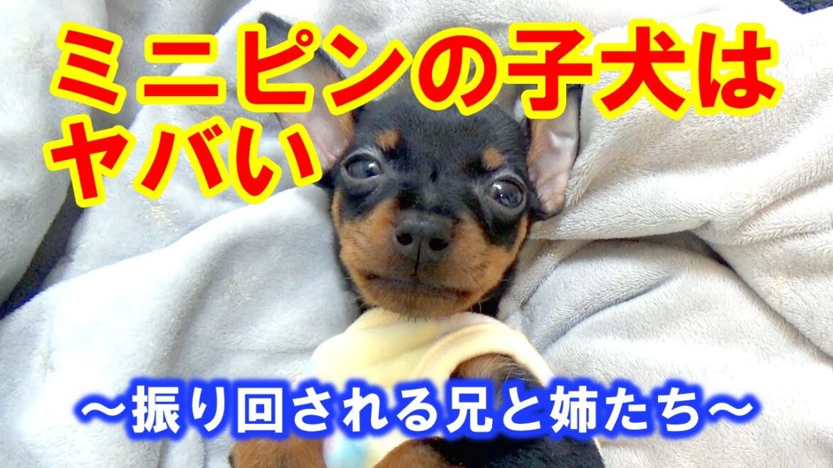 ミニピンの子犬に振り回される