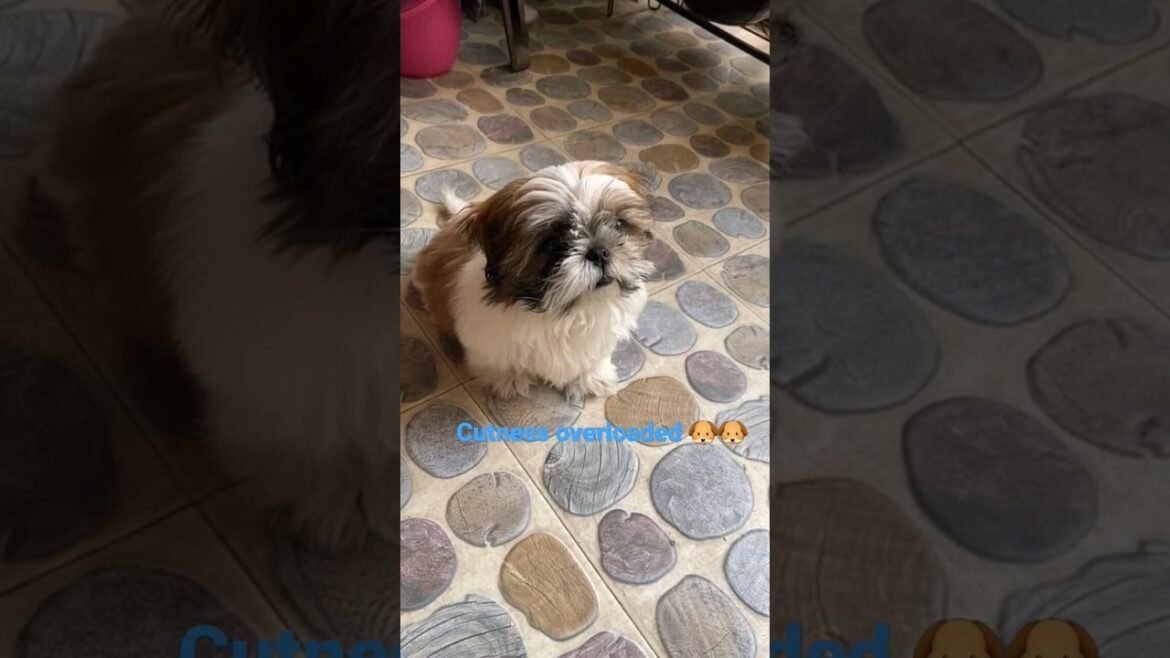 cuteness overloaded #shorts #shortsvideo #short #viral cuteness overloaded #shorts #shortsvideo #short #viral