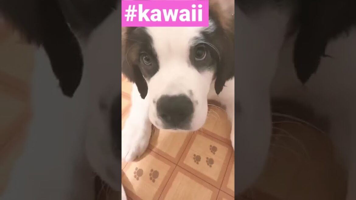 おすわりを覚えたセントバーナードの子犬