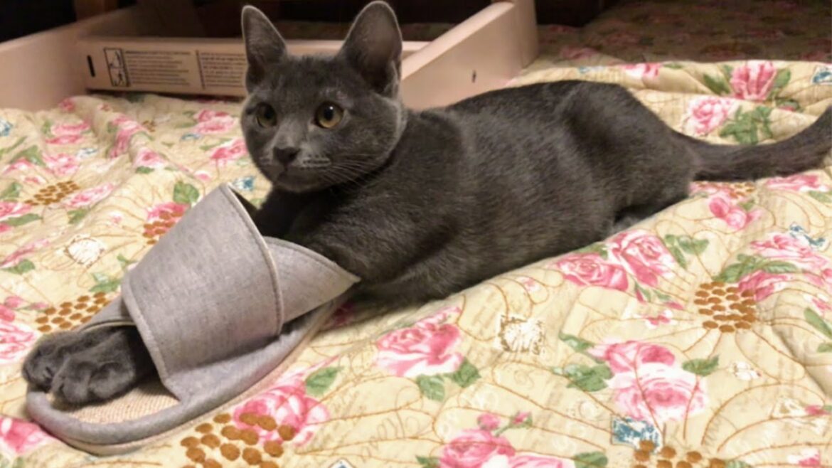 Puss in Slippers | Lucky Korat Cat