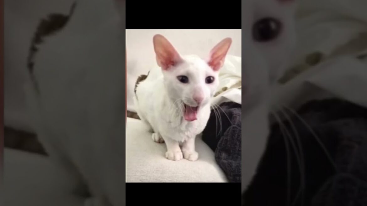Animal vol:135 - cornish rex(cat) #shorts