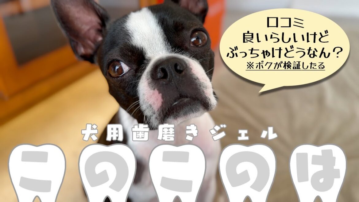 【ボストンテリア】口コミで評判が良い「このこのは」を試してみたら最後にまさかの結果に...