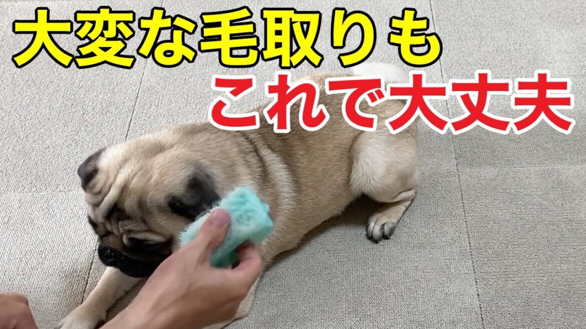 パグの抜け毛多過ぎ。毛取りを頻繁にできる、スムーズな毛取り方法がこれ