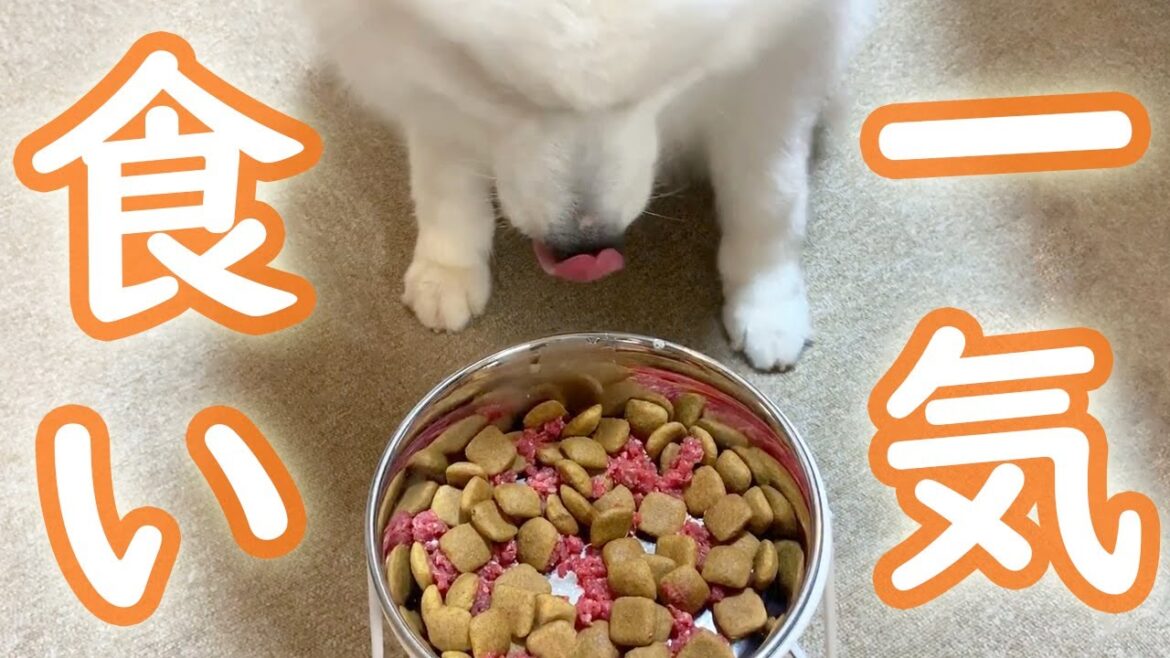 美味しそうにご飯を食べるサモエド 美味しそうにご飯を食べるサモエド