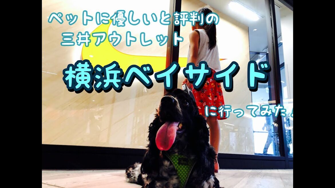 【アウトレット#1】横浜ベイサイドに行ってみた！　イングリッシュコッカースパニエル「みみ」 の気持ち