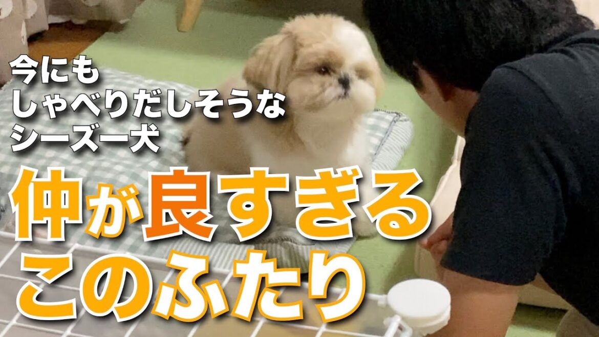 【シーズー】日常の一コマ 〜今にもしゃべりだしそうなシーズー犬〜 仲が良すぎるこのふたり・・・【030】