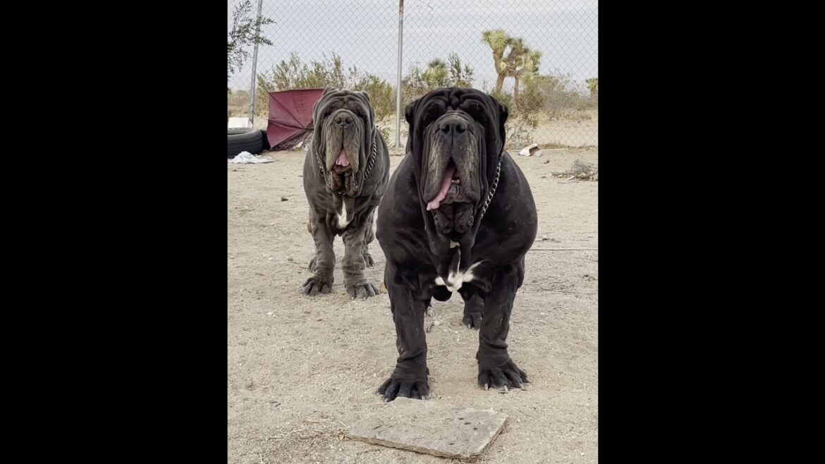 Neapolitan Mastiffs At Del Manicomio
