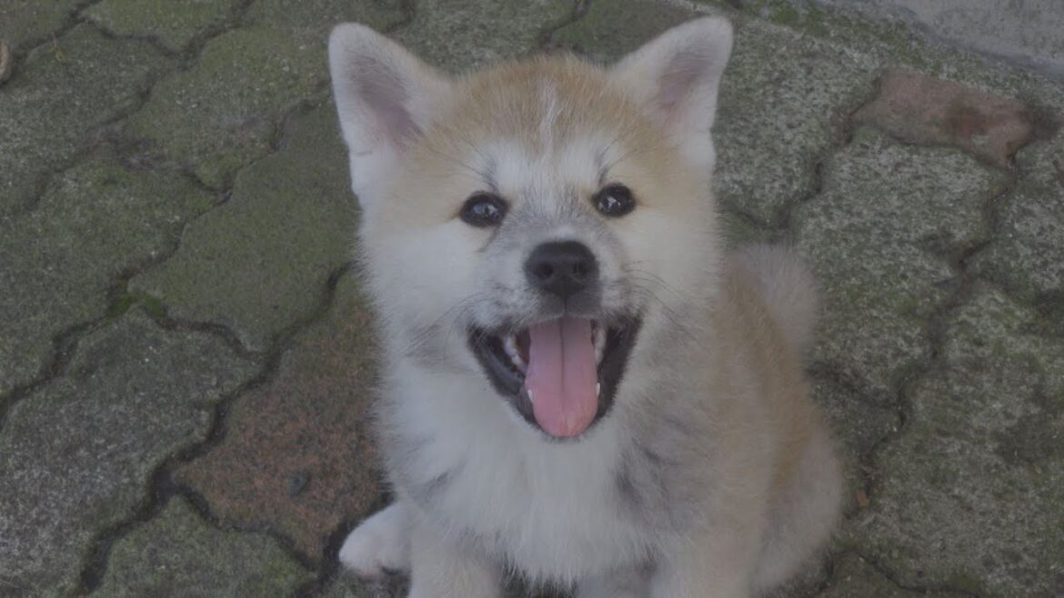 じいちゃんの秋田犬【子育て編】＃11　秋田犬らしく成長