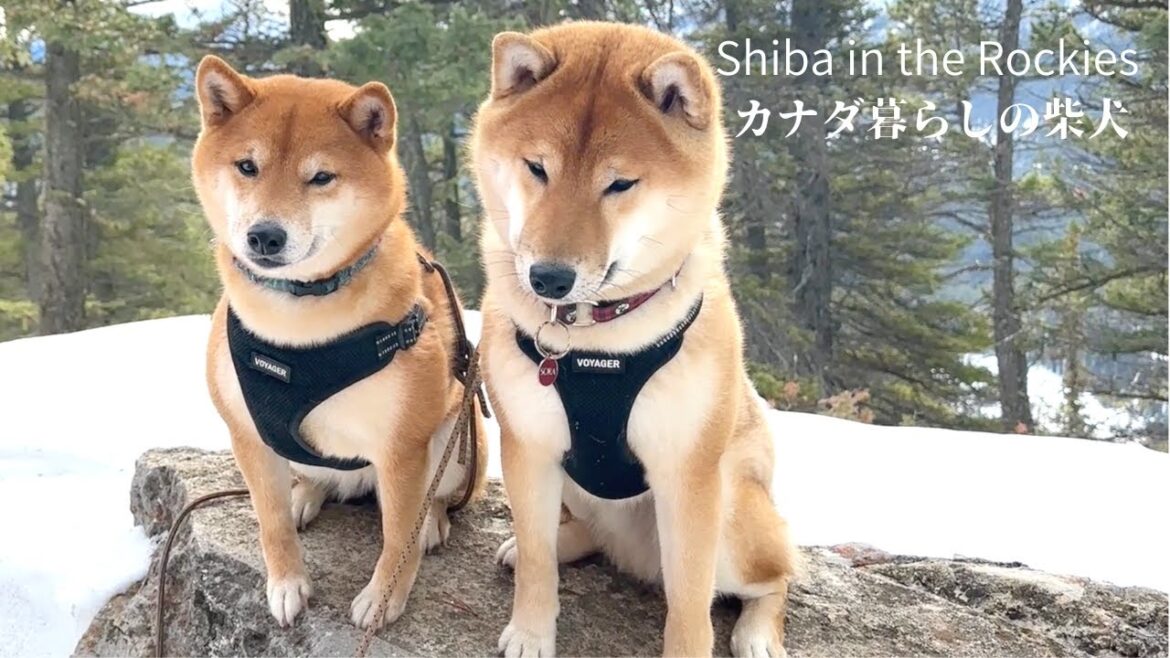 大好きな岩の上で完全にシンクロする柴犬の姉弟【4K】