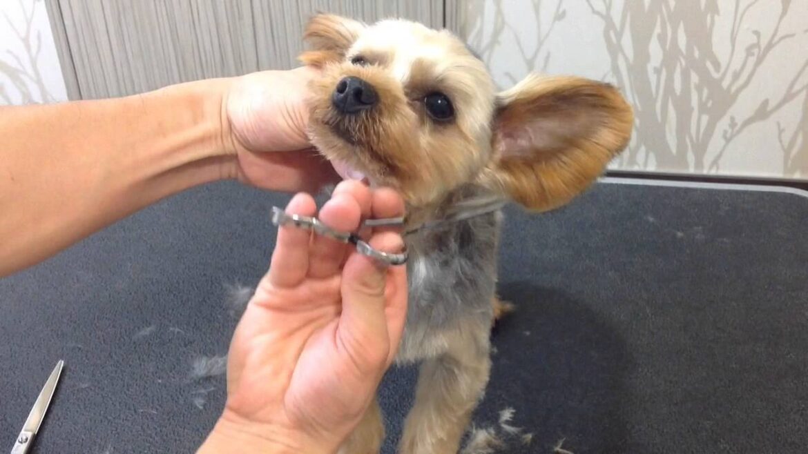 ヨーキーの顔カット（顔・耳丸く）