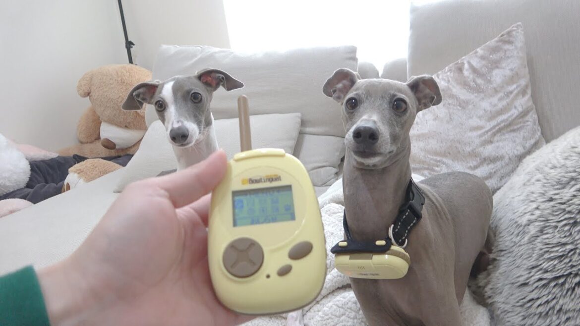 犬の気持ちが分かる翻訳機で朝ごはんに大興奮する愛犬が何て言ってるか確認してみた結果www【イタグレ】