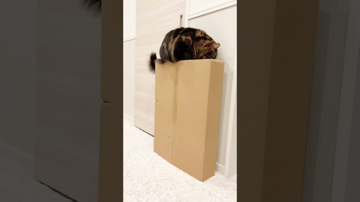 乗りたそうだったので…【マンチカンのアーサー】 #Shorts 乗りたそうだったので...【マンチカンのアーサー】 #Shorts