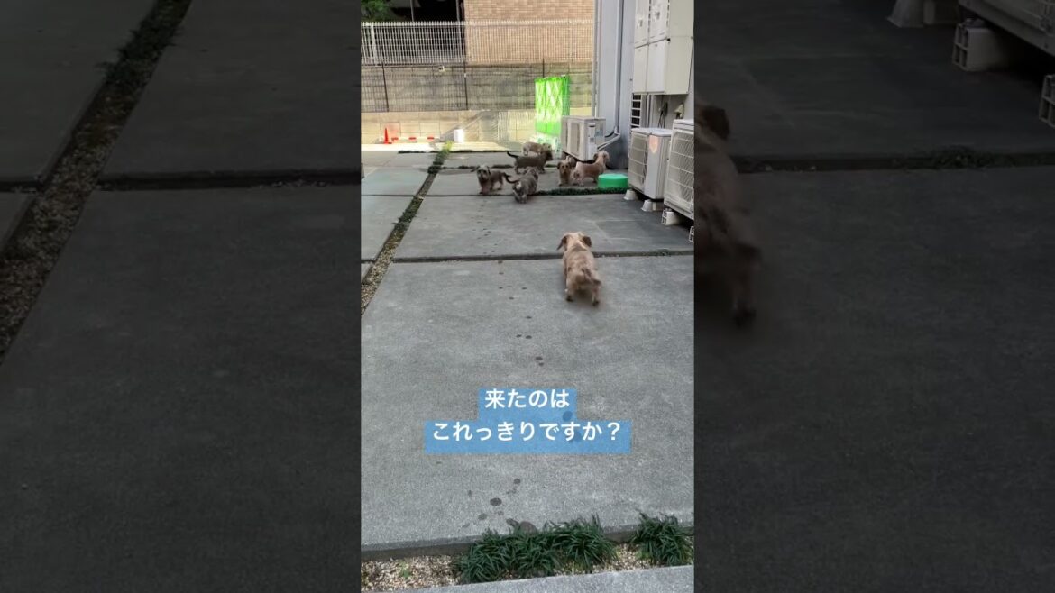 2023 元旦㊗️🎍あけまして☆今年も良いお年を❕　ダックスより