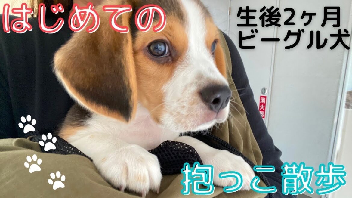 【生後2ヶ月 ビーグル 子犬】はじめての抱っこ散歩 | beagle puppy first walkig