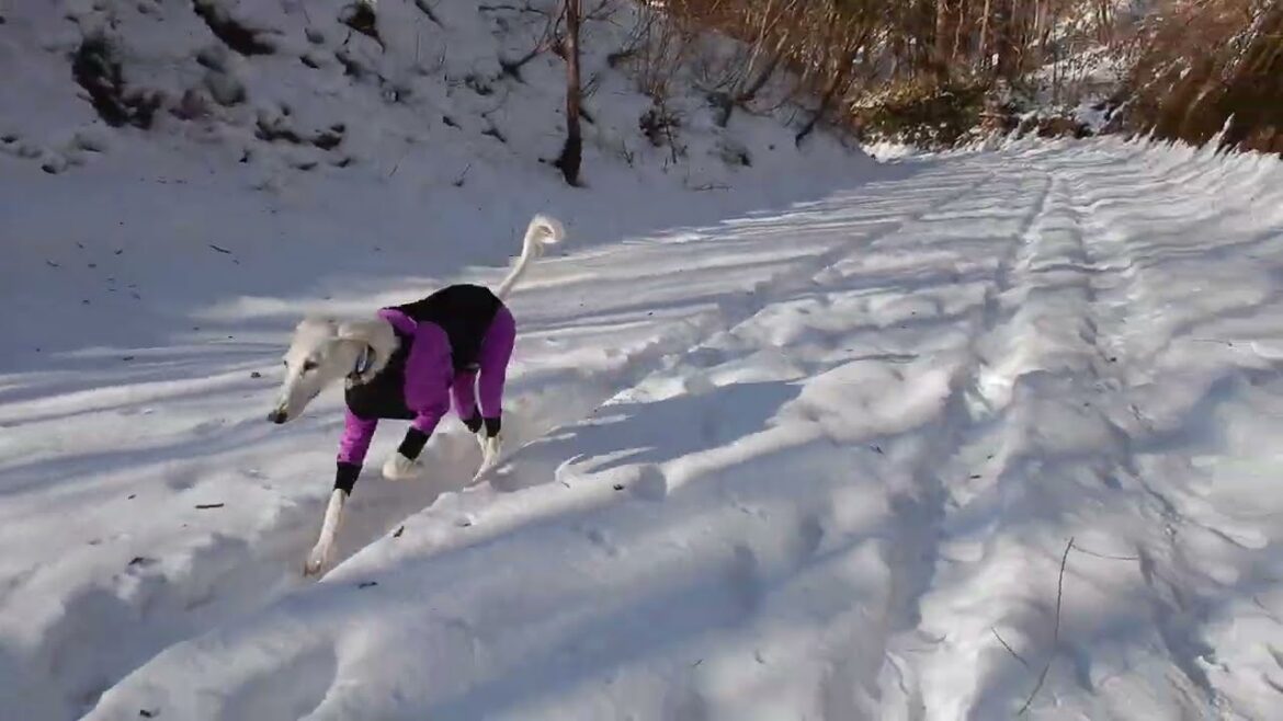 冬の青空に、ウキウキサルーキ♪（Saluki)